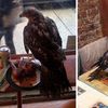 Hawk! Bird Of Prey Seeks Meal At East Village Chicken Joint